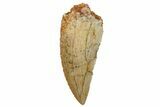 Serrated, Raptor Tooth - Real Dinosaur Tooth #255847-1